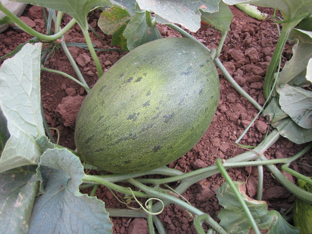 Piel de sapo type melon 52-630 p1